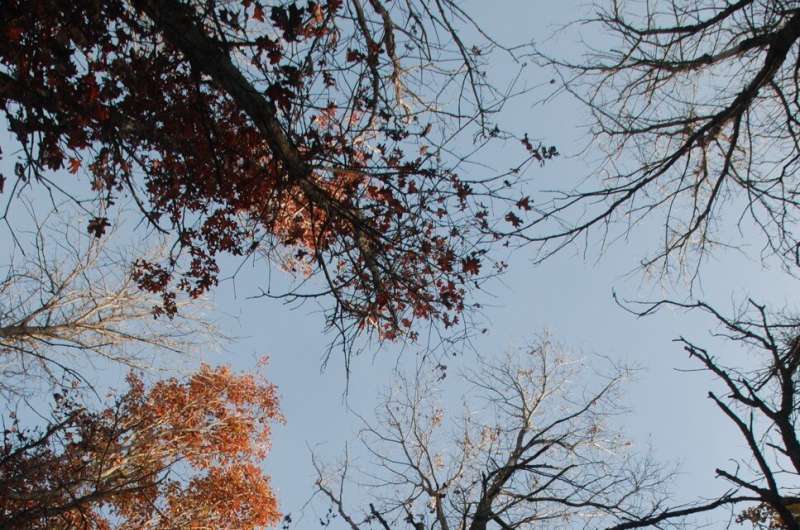 U.S. trees may provide over $100 billion dollars in savings via environmental benefits – but face growing threats