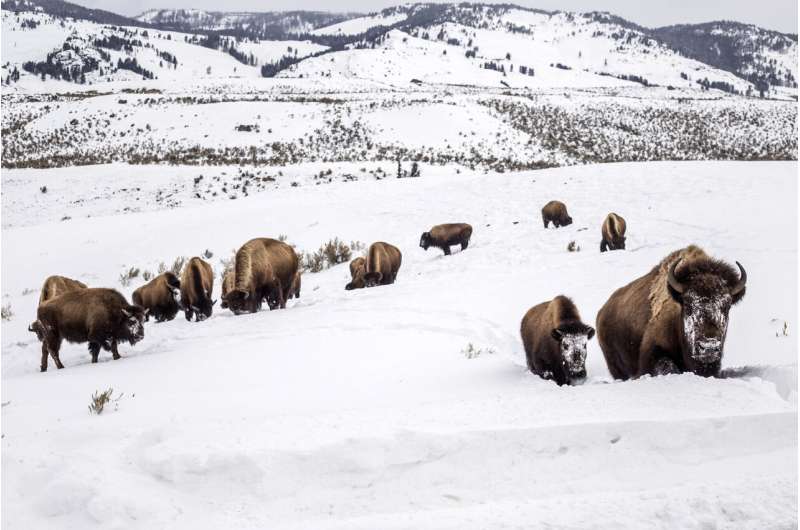 US wildlife agency to consider protecting Yellowstone bison
