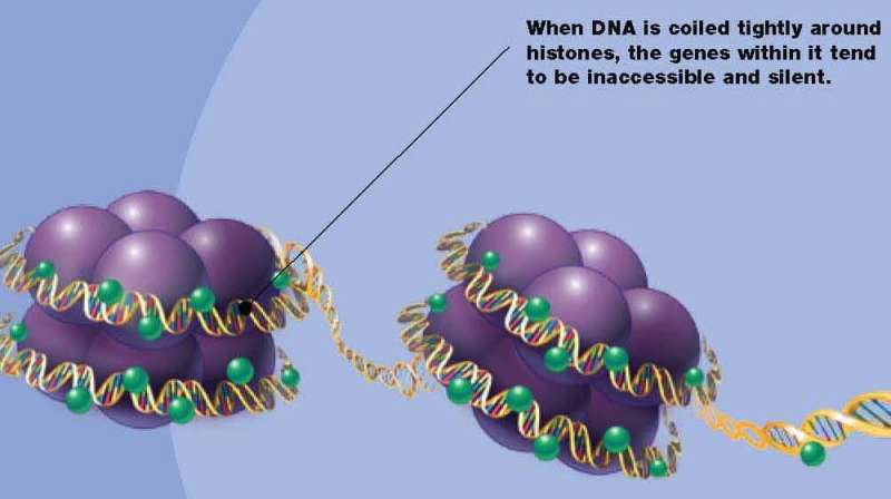 Using an egg 'soup' to understand how DNA is packed in nucleus