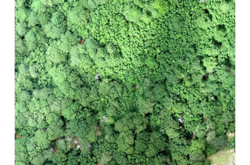 Using drones to study forest canopy in UNESCO world heritage site