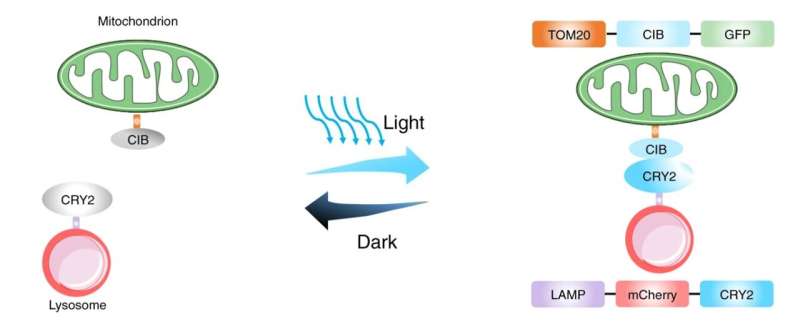 Using light to restore cell function