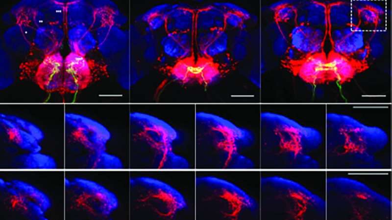Using new technique, researchers make surprising discoveries about how flies' brains respond to tastes