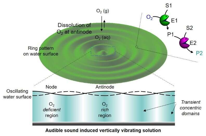 Using sound to control enzymatic reactions Sound – a new tool to control enzymatic reactions