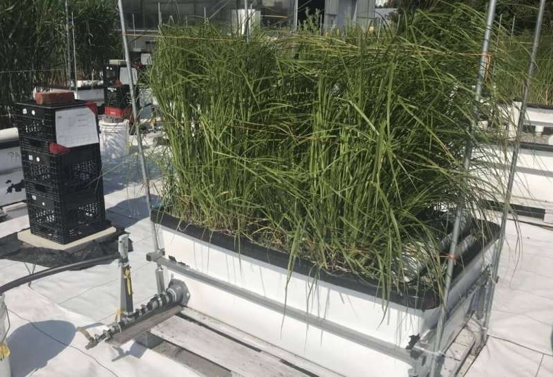 Using the power of plants to filter wastewater