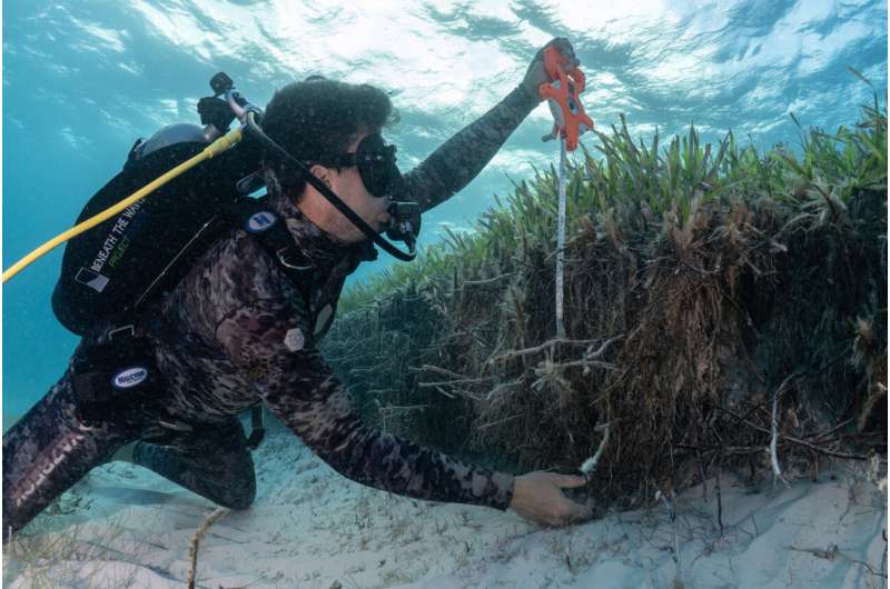 Using tiger sharks to help estimate the size of a seagrass ecosystem in the Bahamas