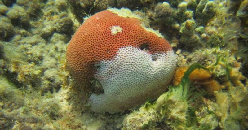 UTA biologists identify broad coral disease resistance traits