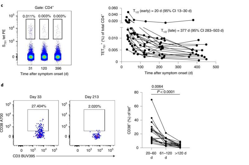 Vaccine-induced T cells provide long-lasting immune response to COVID-19