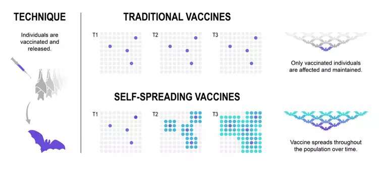Vaccines for animals based on viruses that spread on their own are being developed in Europe and the U.S