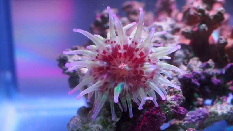 Venomous Australian sea anemone may lead to life-saving drugs