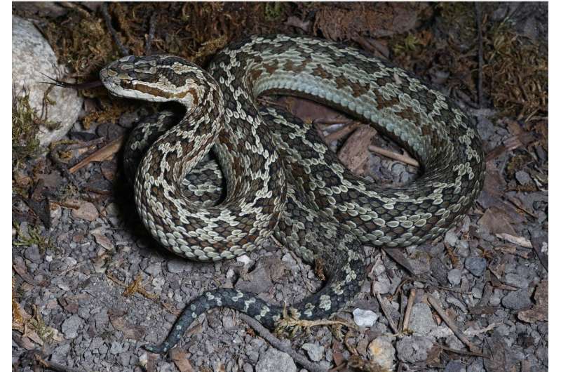 Venomous! New pit viper discovered in Jiuzhaigou National Nature Reserve, China