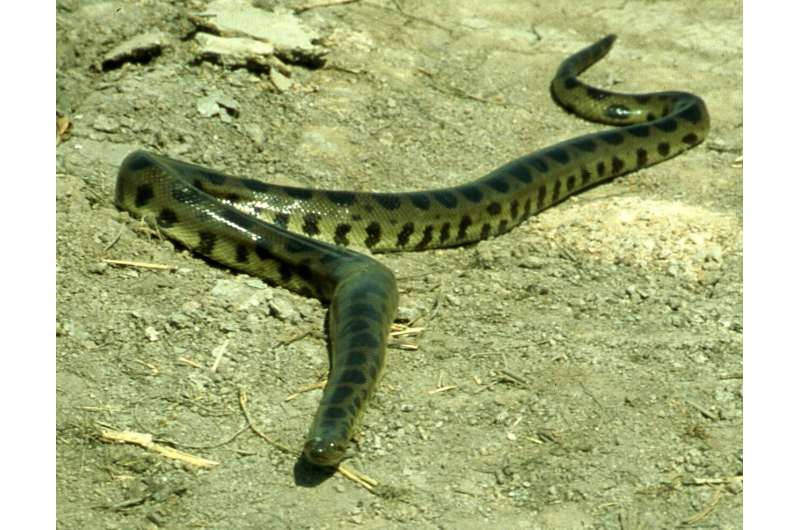 Verified after two decades: the fourth anaconda species