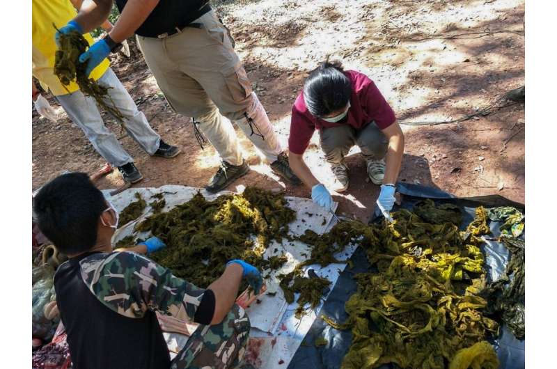 Vets examine plastic waste and other trash recovered from the stomach of a dead deer in Thailand's Khun Sathan National Park