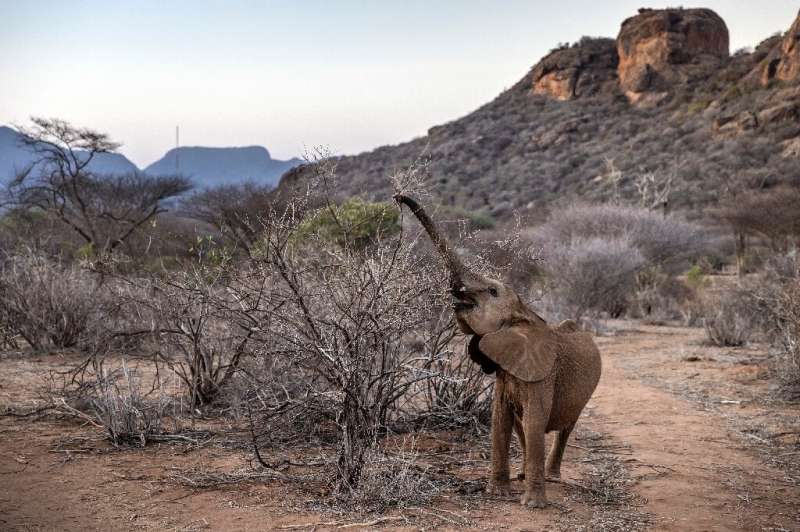 Victims: Elephants and other big herbivores are suffering in Kenya's historic drought