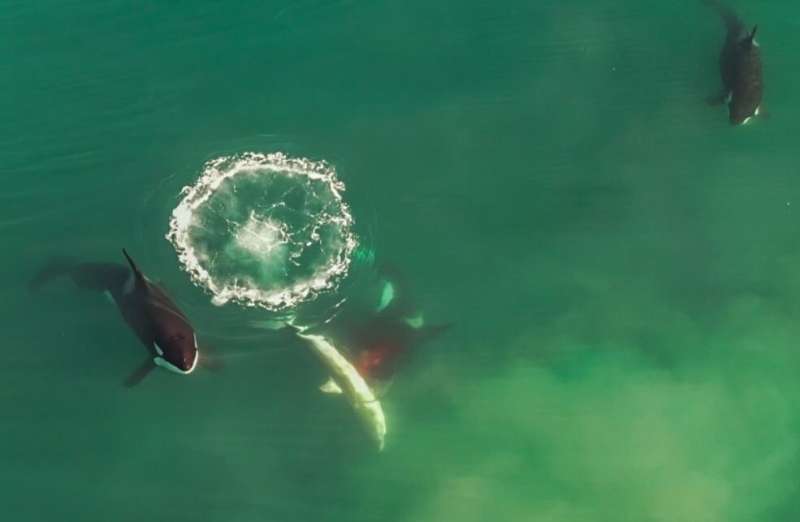 Видеозапись первого подробного наблюдения косаток, охотящихся на белых акул в Южной Африке.