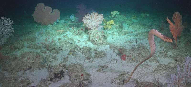 Video surveys show sea snake species hiding in the deep at Ashmore Reef