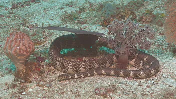 Video surveys show sea snake species hiding in deep at Ashmore Reef