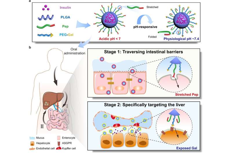Viral surface-inspired nanocarriers for improved oral insulin therapy