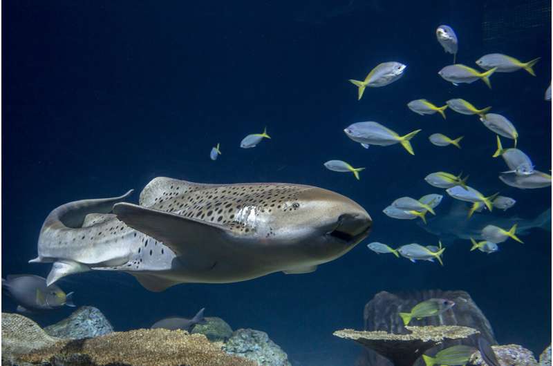 “Virgin birth” in aquarium sharks-- even when potential mates are nearby