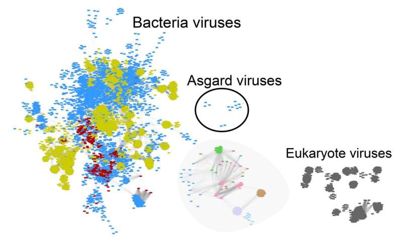 Virus discovery offers clues about origins of complex life