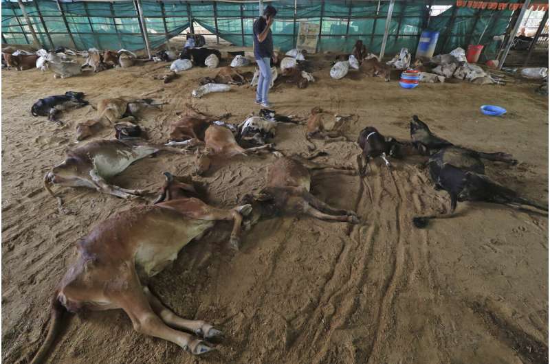 El virus mata a 100.000 cabezas de ganado en India y amenaza los medios de subsistencia