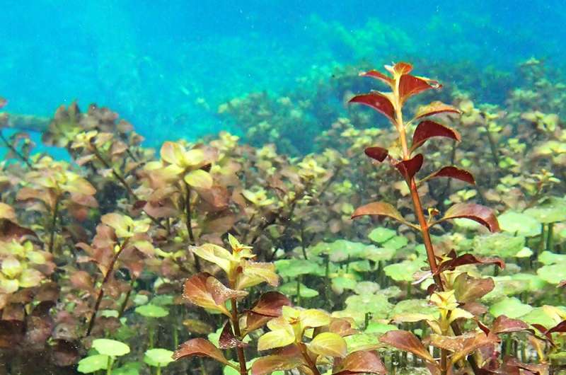 Viruses thrive in aquatic plants in Florida’s springs