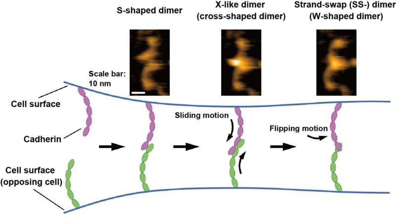 Visualization of binding processes of cell-cell adhesion molecules in solution