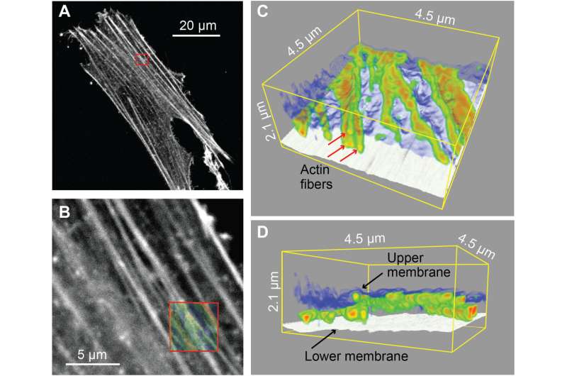 Visualizing intracellular nanostructures of living cells using nanoendoscopy-AFM