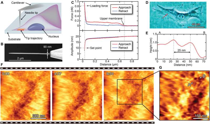 Visualizing intracellular nanostructures of living cells using nanoendoscopy-AFM