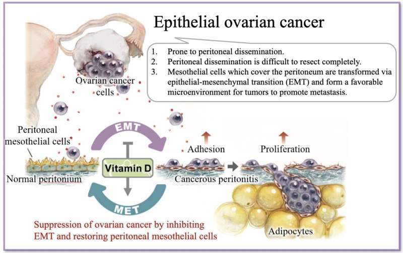 Vitamin D may restore the body’s natural barrier against ovarian cancer