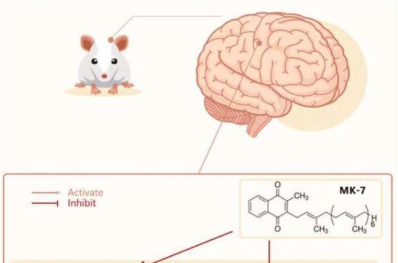 Vitamin K shows evidence of brain benefits in rats