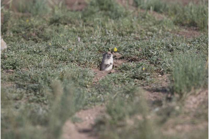 تقطع الفئران العشب لمشاهدة الحيوانات المفترسة الطائرة