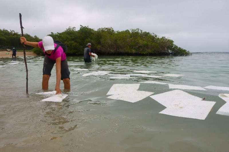 Voluntarios extienden paños absorbentes en una playa de Puerto Ayora, Ecuador, para absorber el petróleo derramado por el hundimiento de una pequeña embarcación nea