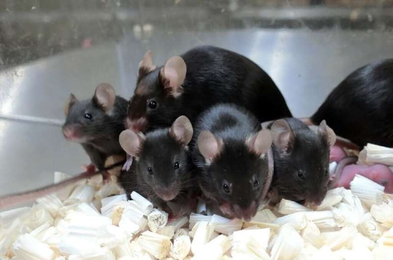 Wakayama's team has previously used freeze dried mouse sperm sent into space to produce mice pups