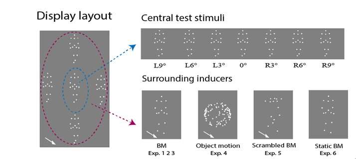 Walking in a crowd: Biological motion induces contextual attraction effect