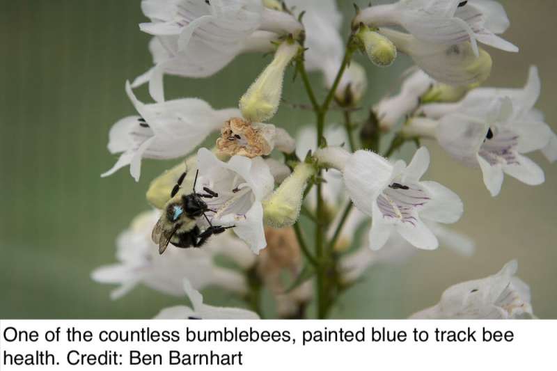 Want to save the bees? Pay attention to pathogens and flowers