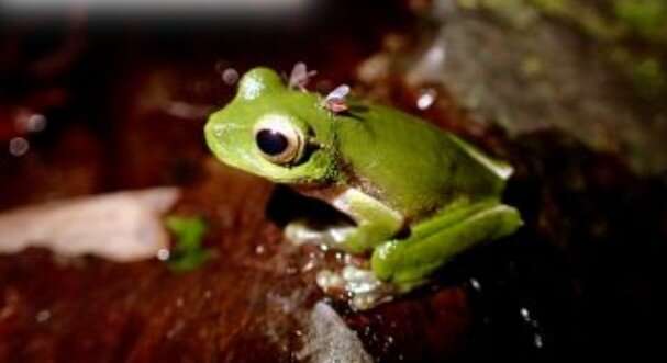 Wanted: Photos of frogs being fed on by flies (for frog conservation)