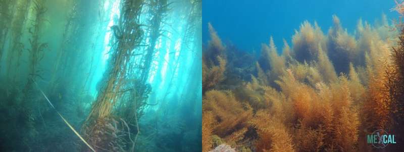  'Warm Blob' marine heatwave helps invasive algae take over Baja Californian waters
