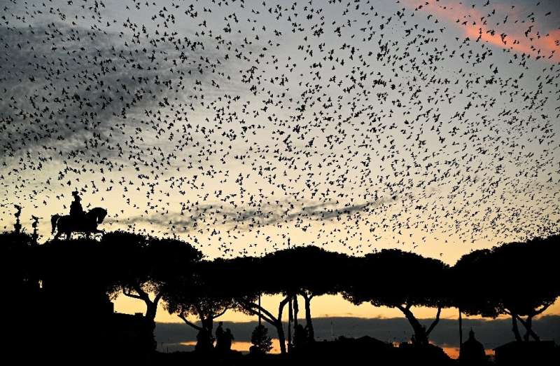 Warmer temperatures in northern Europe caused by climate change have shortened the starlings' stay in Italy