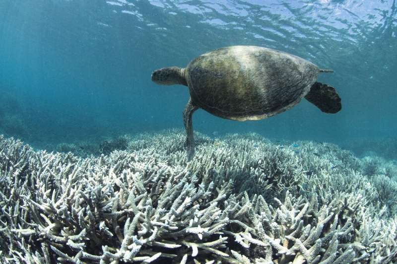 El calentamiento por encima de 1.5C "dará como resultado impactos irreversibles"  en ecosistemas como los arrecifes de coral