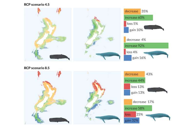Warming oceans may force New Zealand's sperm and blue whales to shift to cooler southern waters