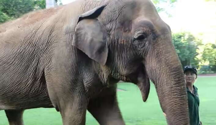 Was Tricia the elephant happy? Experts discuss the ethics of keeping such big, roaming creatures in captivity