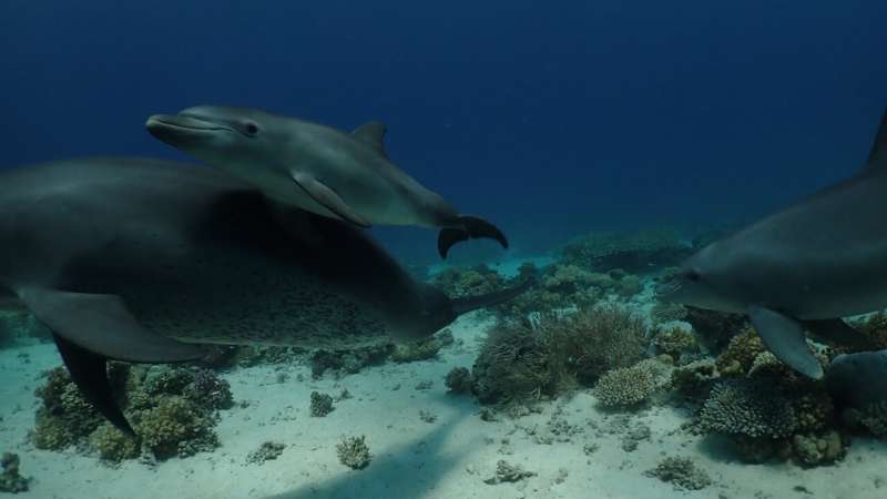 Watch dolphins line up to self-medicate skin ailments at coral “clinics”
