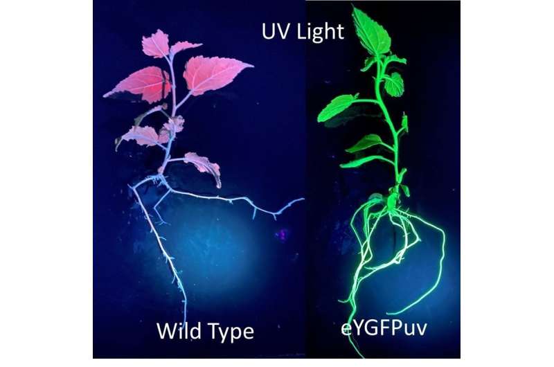 Watching plants switch on genes