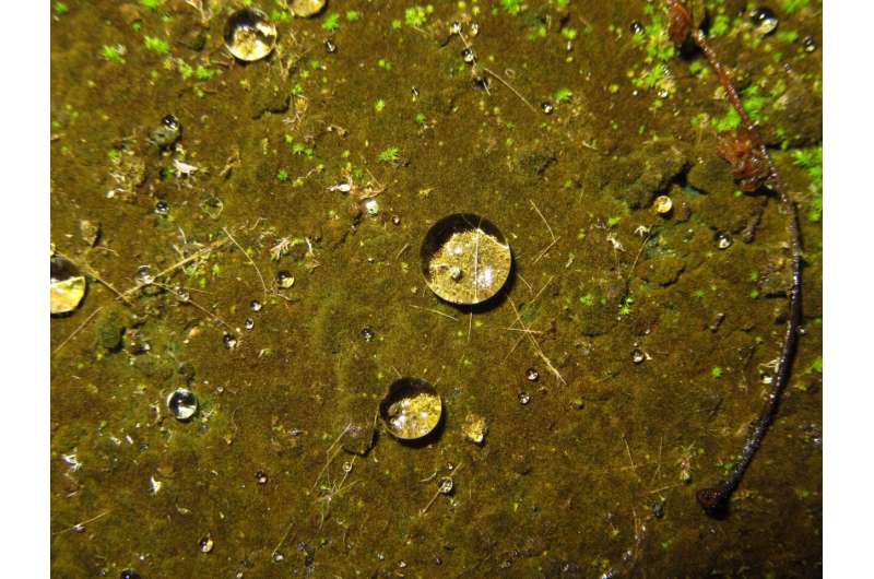 Water repellency as the first step to life on land 1 billion years ago