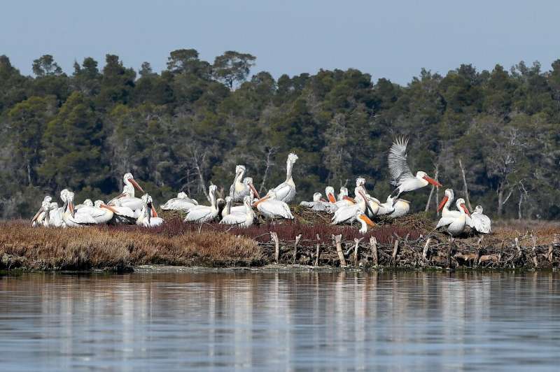 Waterbird numbers in Albania's Divjaka-Karavasta wetlands fell 25 percent between January 2021 and January 2022