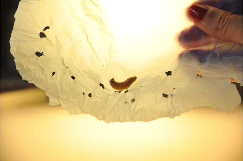 Wax worm saliva contains enzymes capable of breaking down plastics