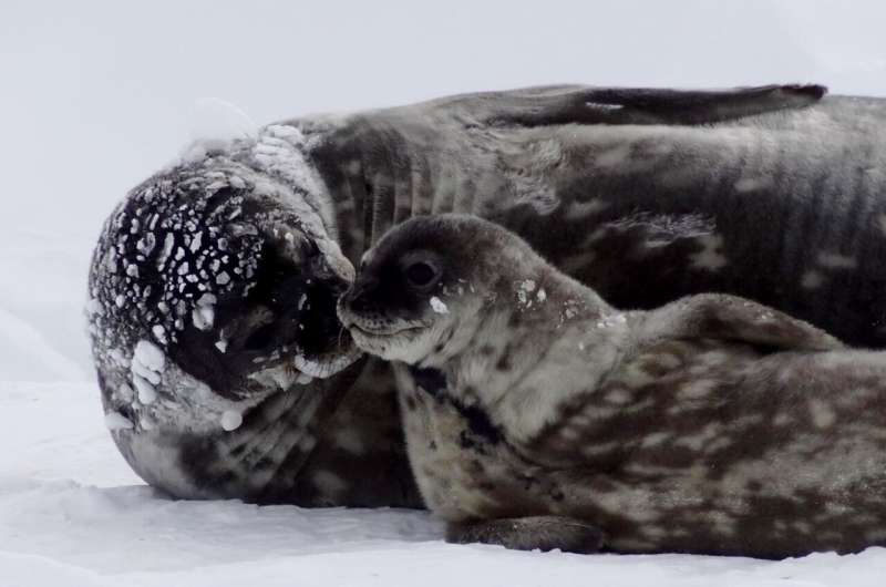 Weddell seal moms sacrifice their diving capacity to provide iron to their pups: Climate change could make seals more vulnerable