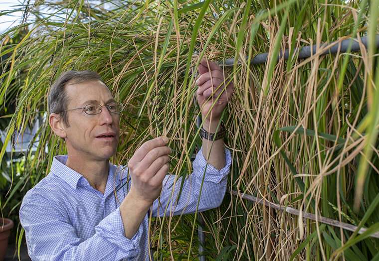Weedy rice has become herbicide resistant through rapid evolution