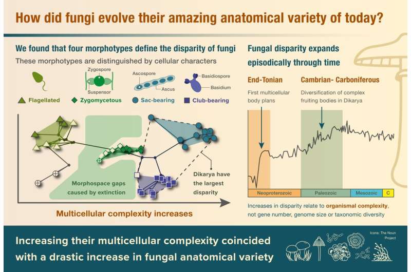 Weird and wonderful world of fungi shaped by evolutionary bursts, study finds