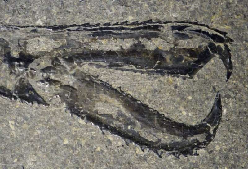 Well-preserved fossils could be consequence of past global climate change